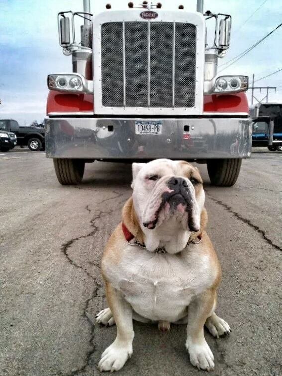 A bulldog sitting on an asphalt surface in front of a large semi-truck, with the truck's front grille and bumper clearly visible in the background.