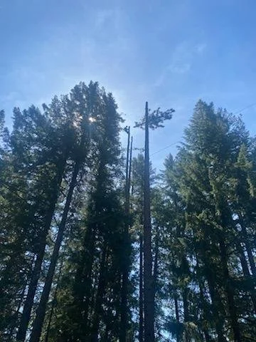 tree topping