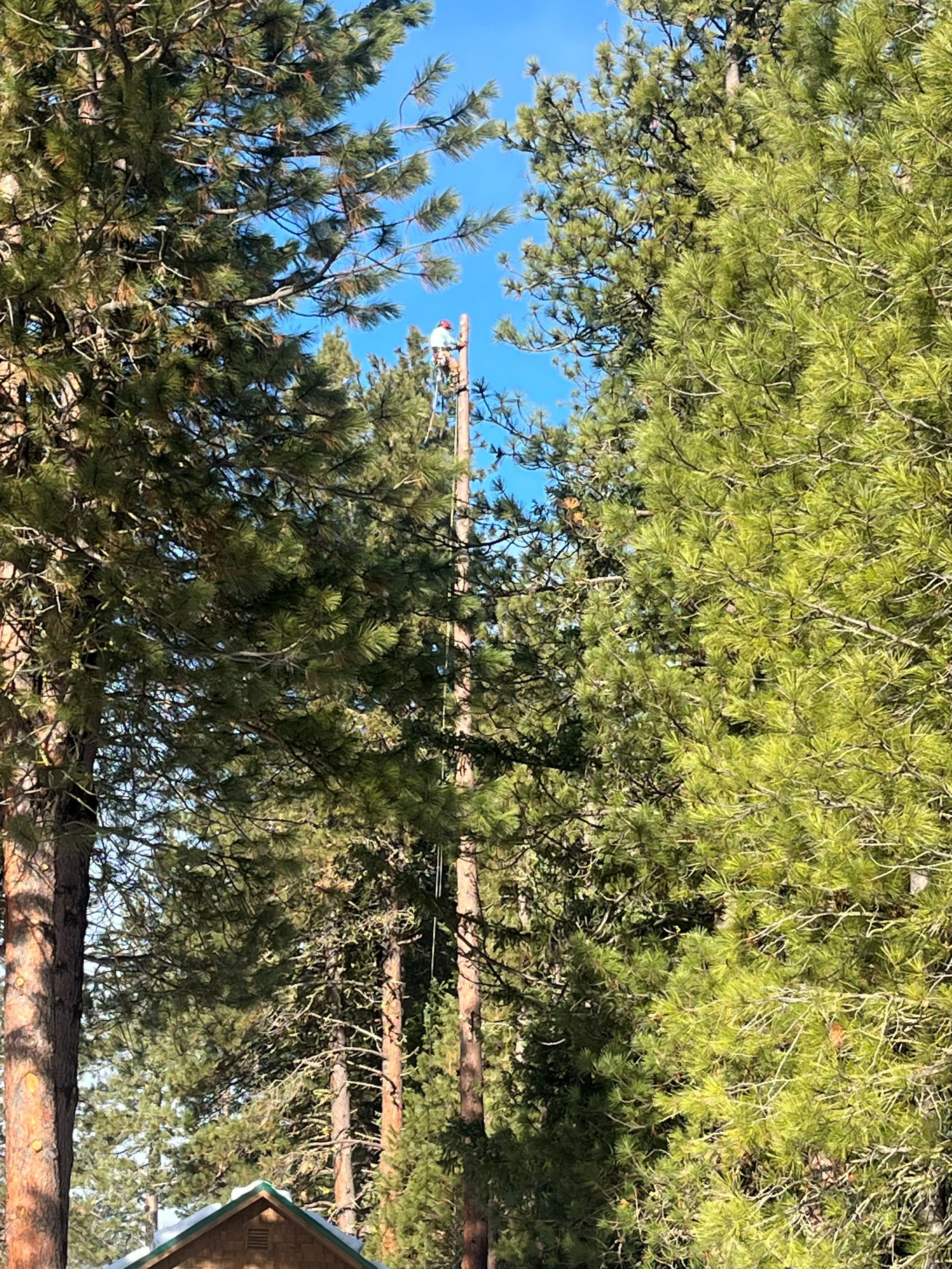 tree climbing 