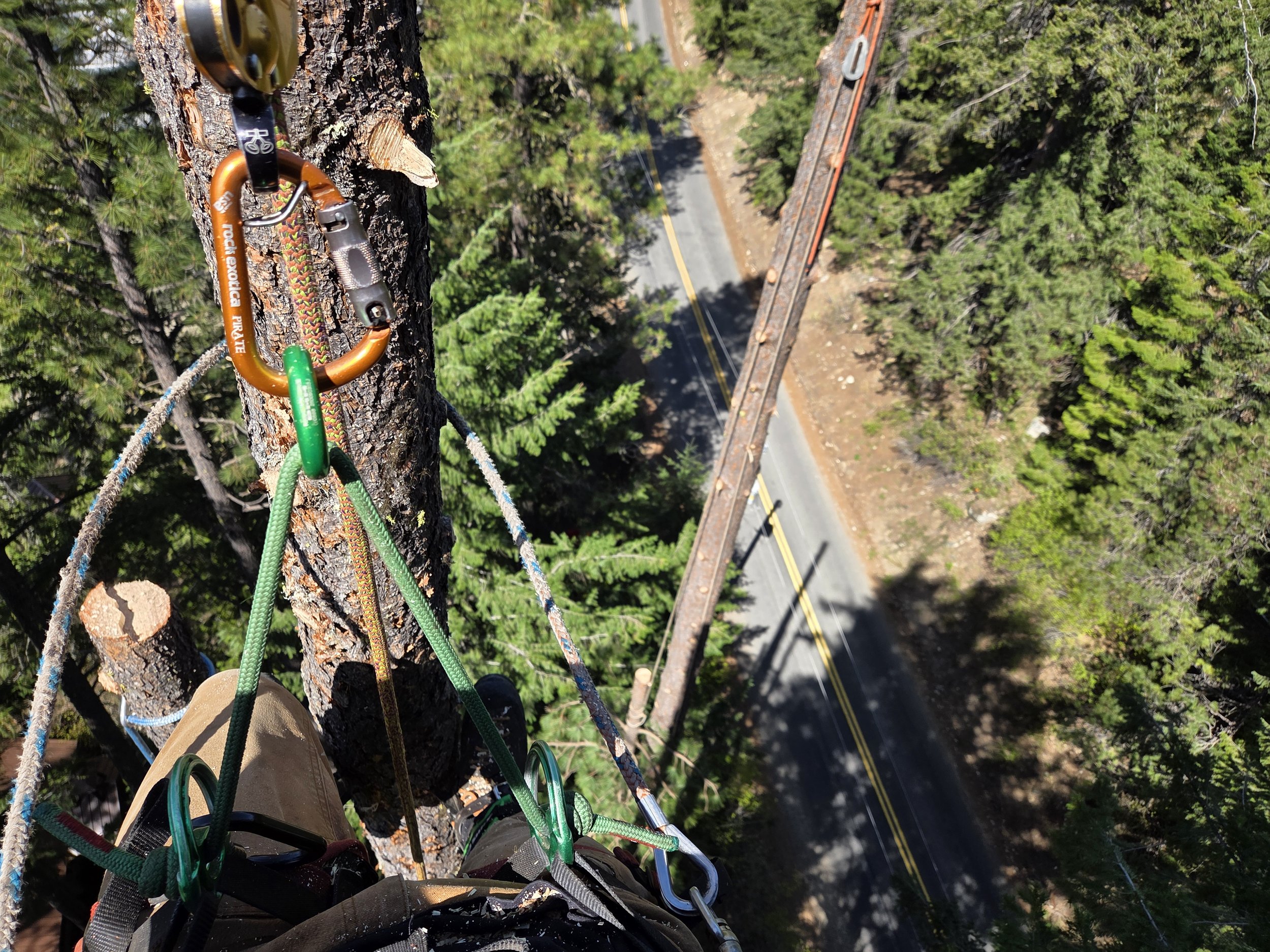 tree climbing advanced rigging techniques