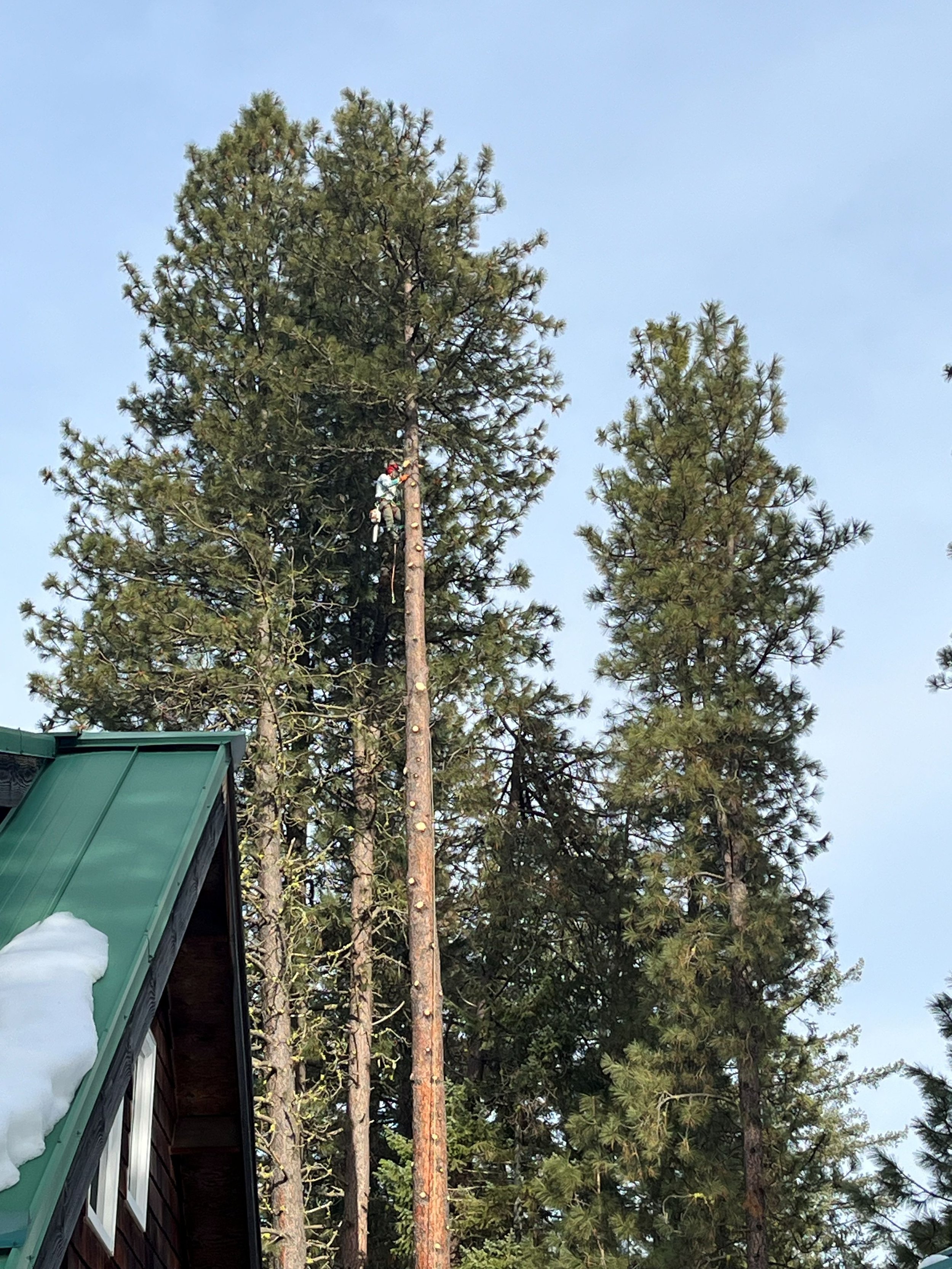 tree climbing 