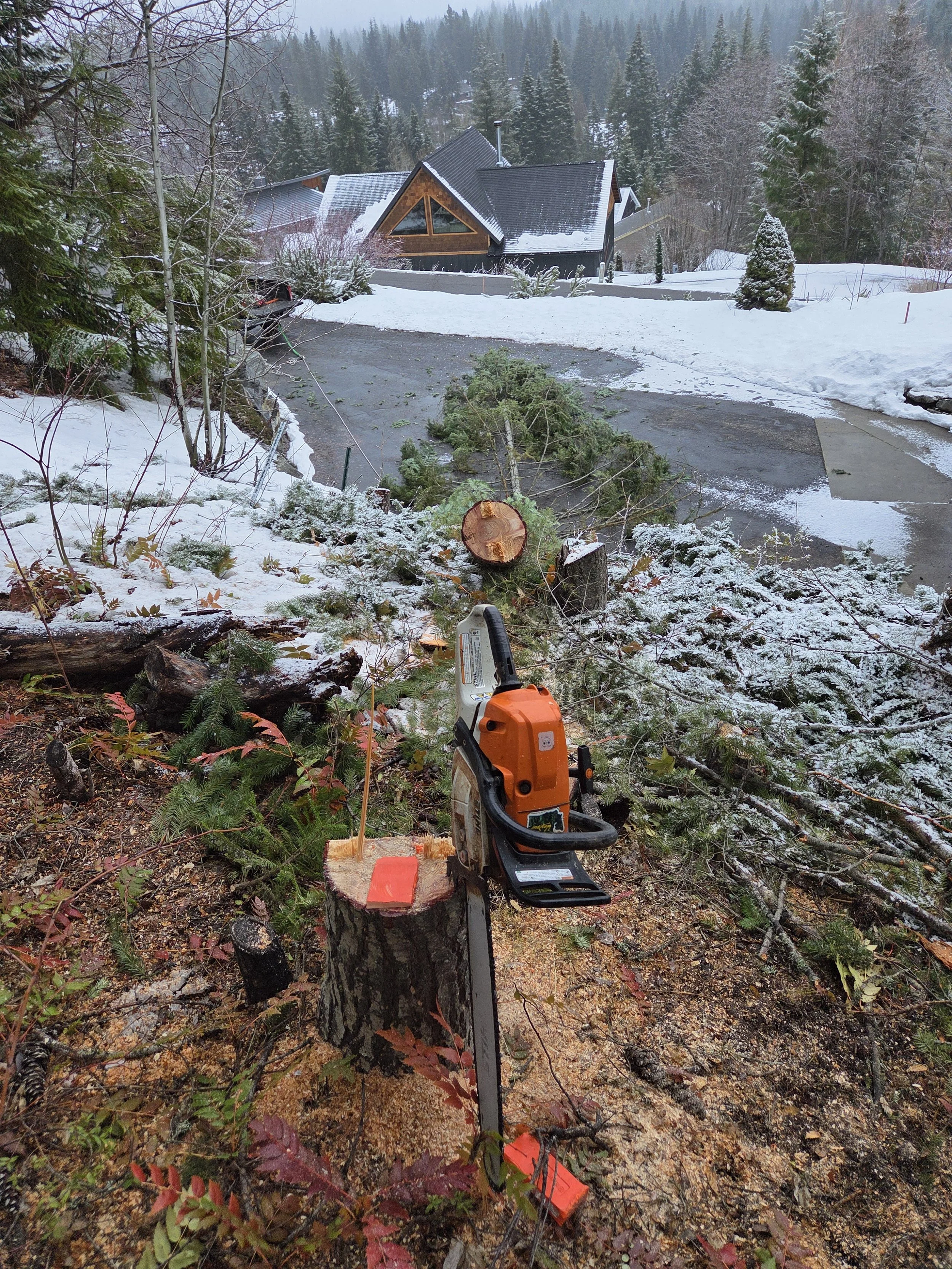 tree service tree removal