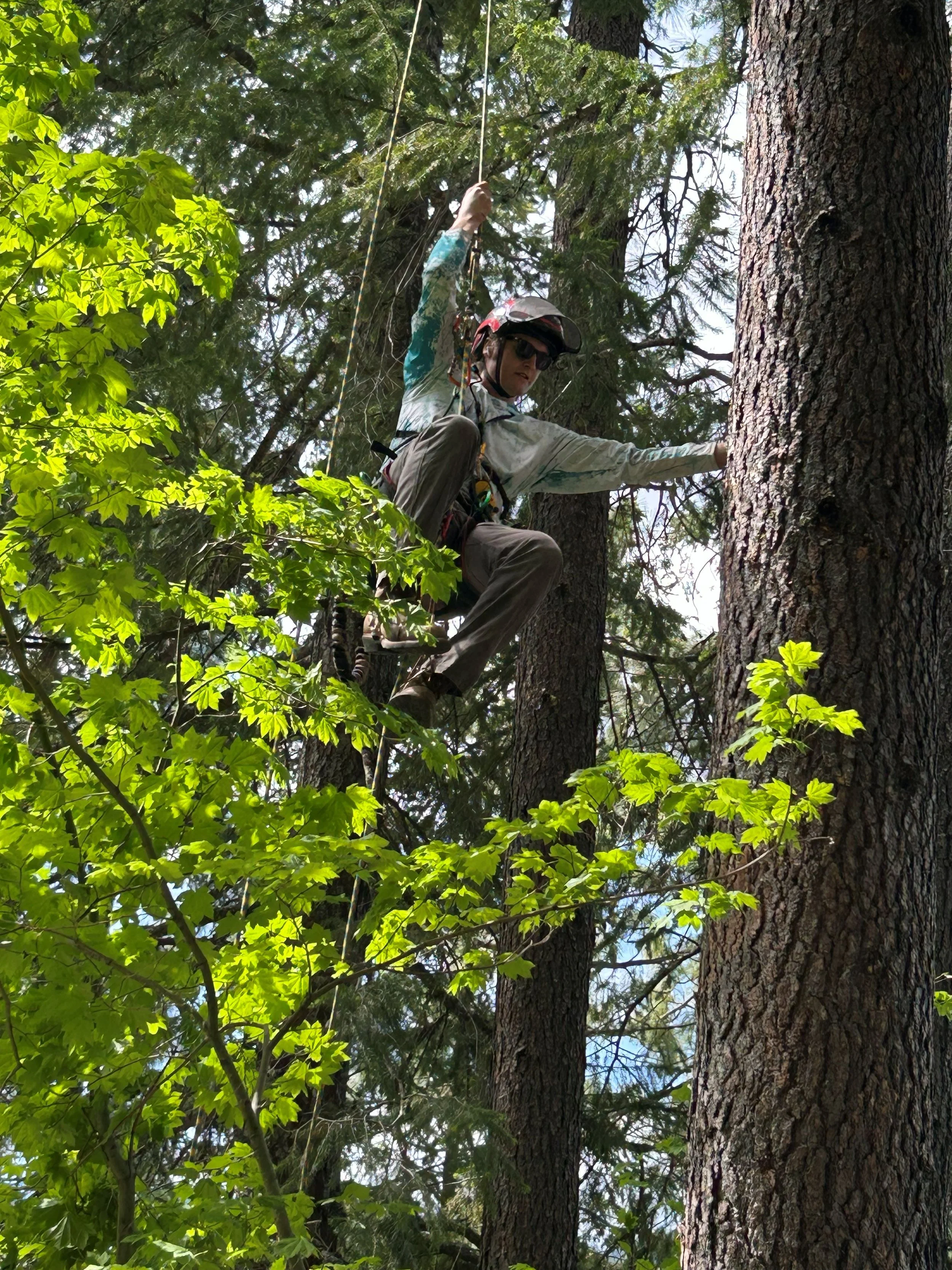 tree climbing srt