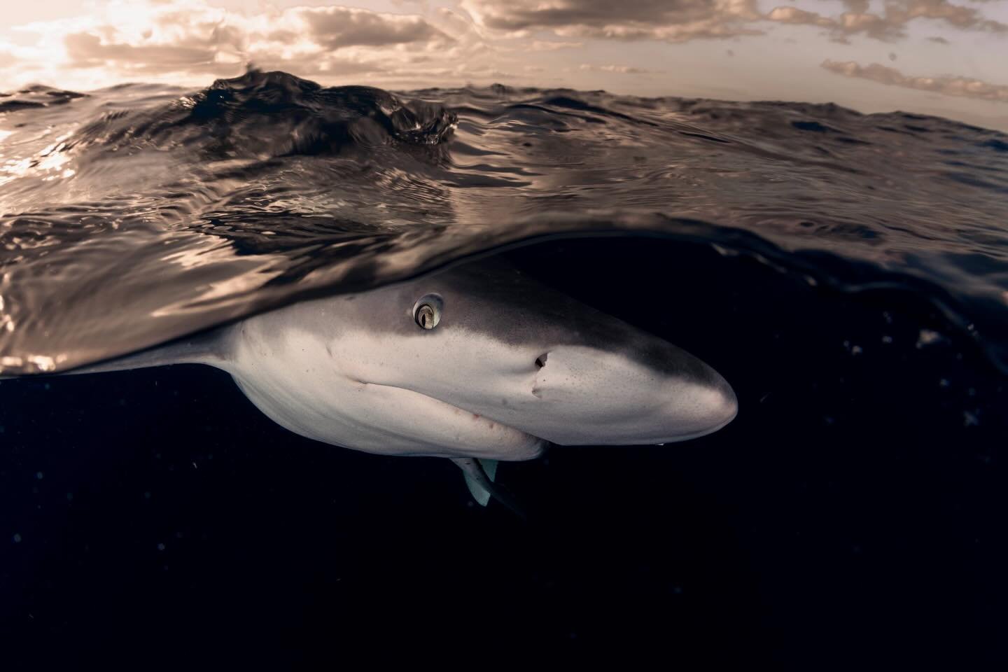 Chasing gold above the line, silence below  #somyalpha  #krakensports #uwphotography #diving #sharks