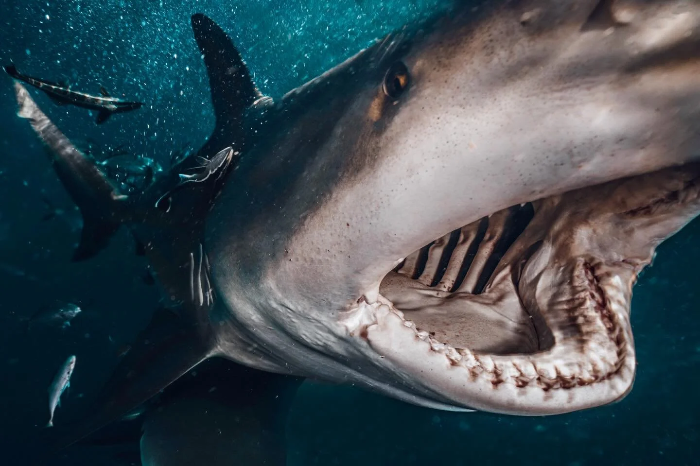 New strobes: &ldquo;waterproof &amp; durable&rdquo;
Sharks: &ldquo;bet.&rdquo; The Kraken KS160 did indeed hold up  #sonyalpha #sharks #uwphotography #sonypro #diving