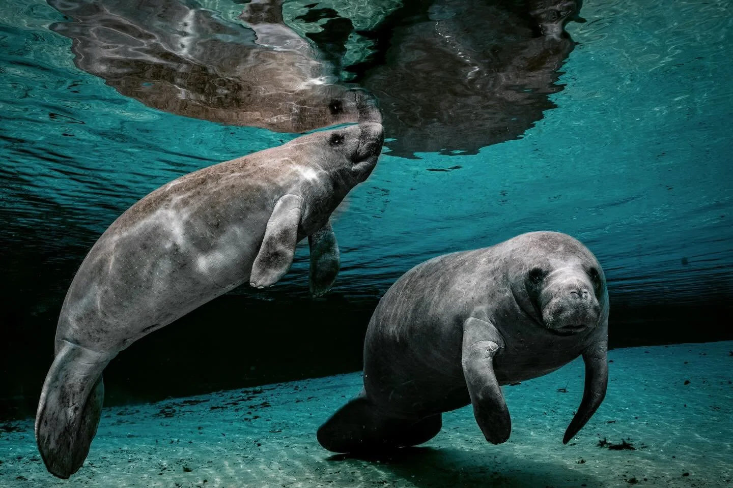 From sharks to manatees &mdash; wide angle is my absolute favorite. #uwphotography #sonyaplha #freedive