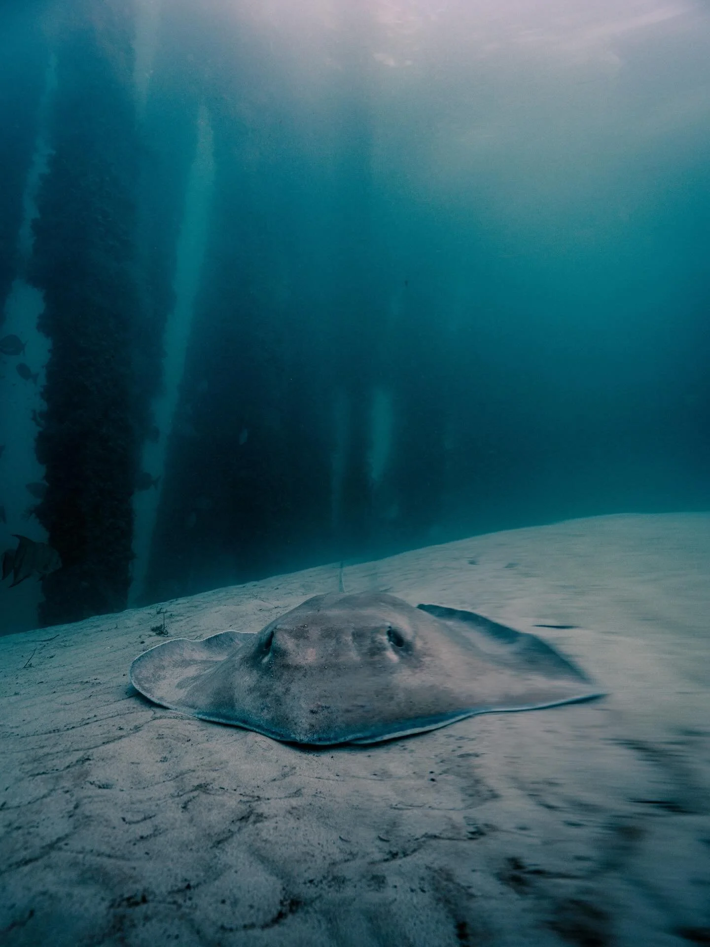 Shot underwater | Natural light + prism FX
🌊 No two frames ever the same #sonyalpha #uwphotography #freedive