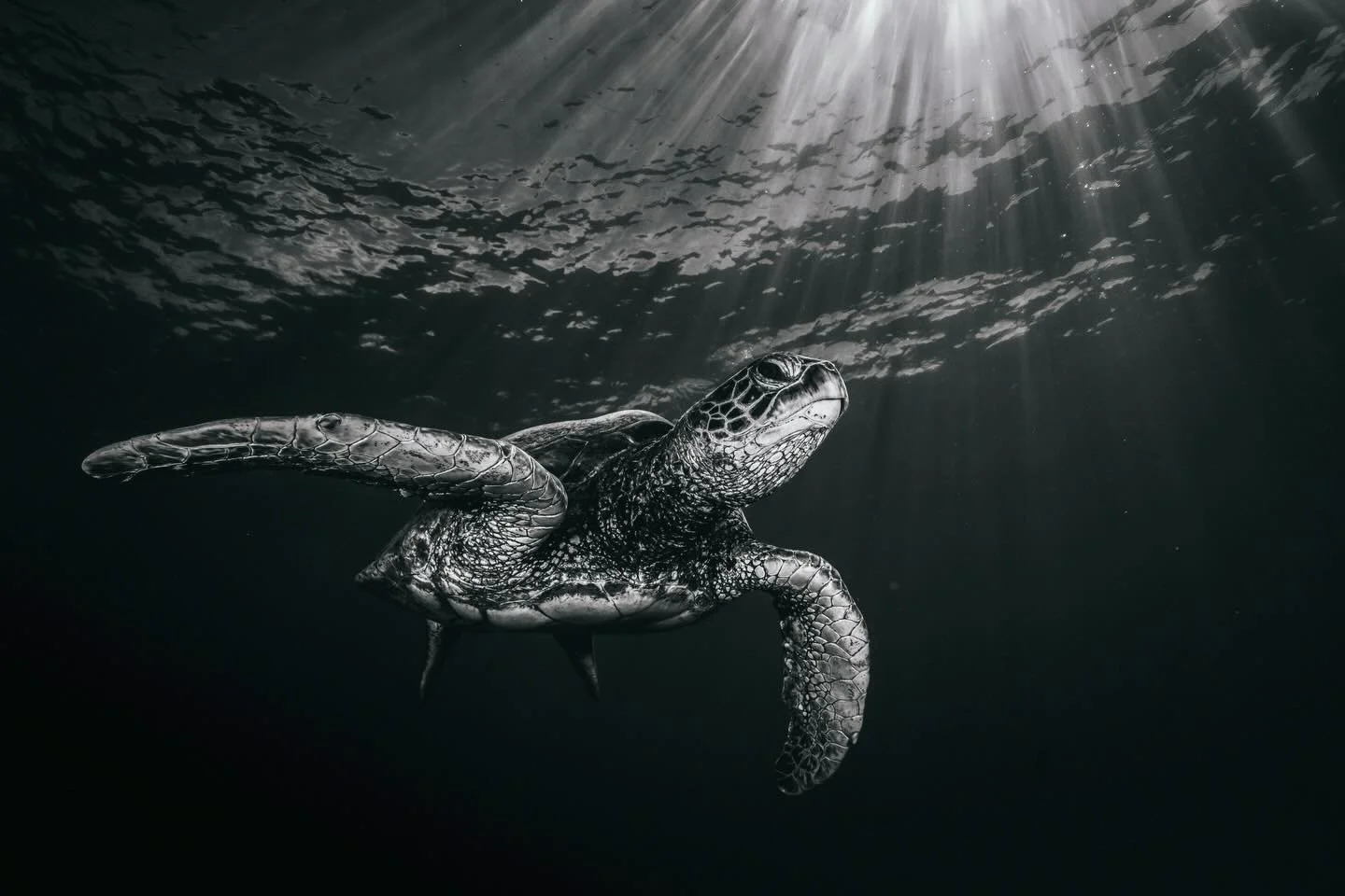 Sea turtles have survived over 100 million years&hellip;
but they&rsquo;re struggling to survive us #UnderwaterPhotography
#OceanPhotography
#WildlifePhotographer
#NaturePhotography
#ConservationThroughPhotography