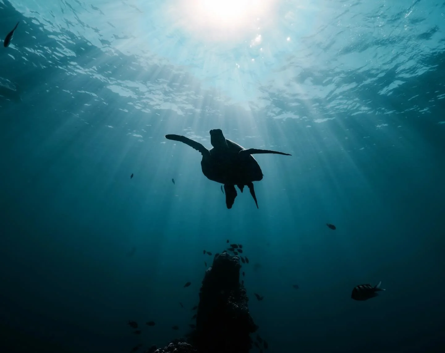 So much of the ocean goes unseen.
I shoot to share the parts most people never get to experience firsthand. #sonyalpha #scuba #turtle #uwphotographer