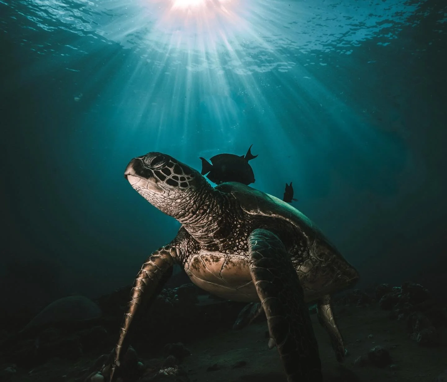 Lights. Camera. Current. 🐢🌊
Beneath the surface, everything slows
quiet, calm, and untouched #sonyalpha #scuba #turtles #sonypro