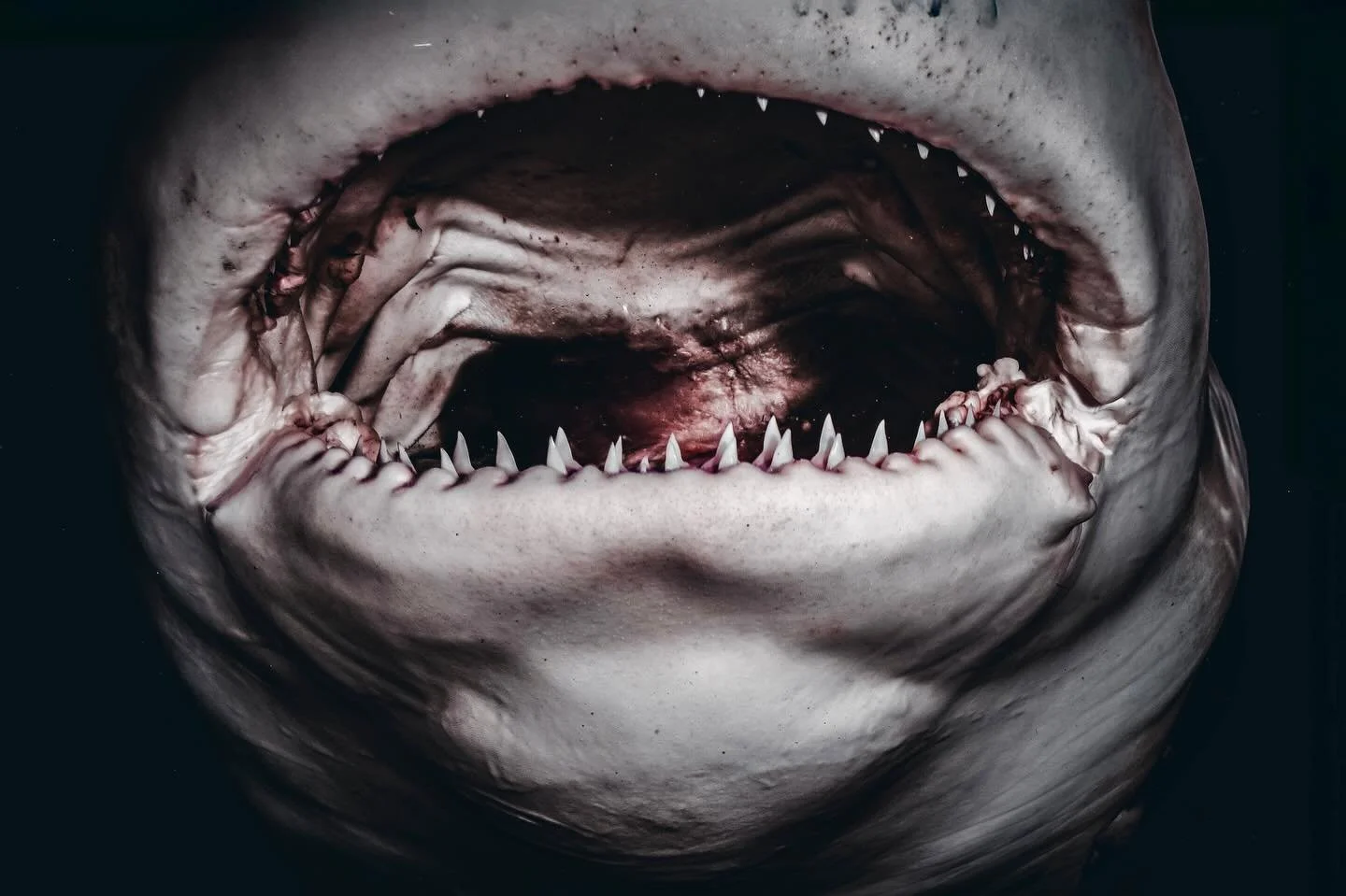 This is why I can&rsquo;t have nice things.

Some people baby their cameras. padded cases, spotless lenses, rinse bucket ready 

Mine ends up here  thankful for tough equipment  Shot with 
Kraken KS-160 strobes 
Aquatica housing 
Sony a7rv w/ 16-35