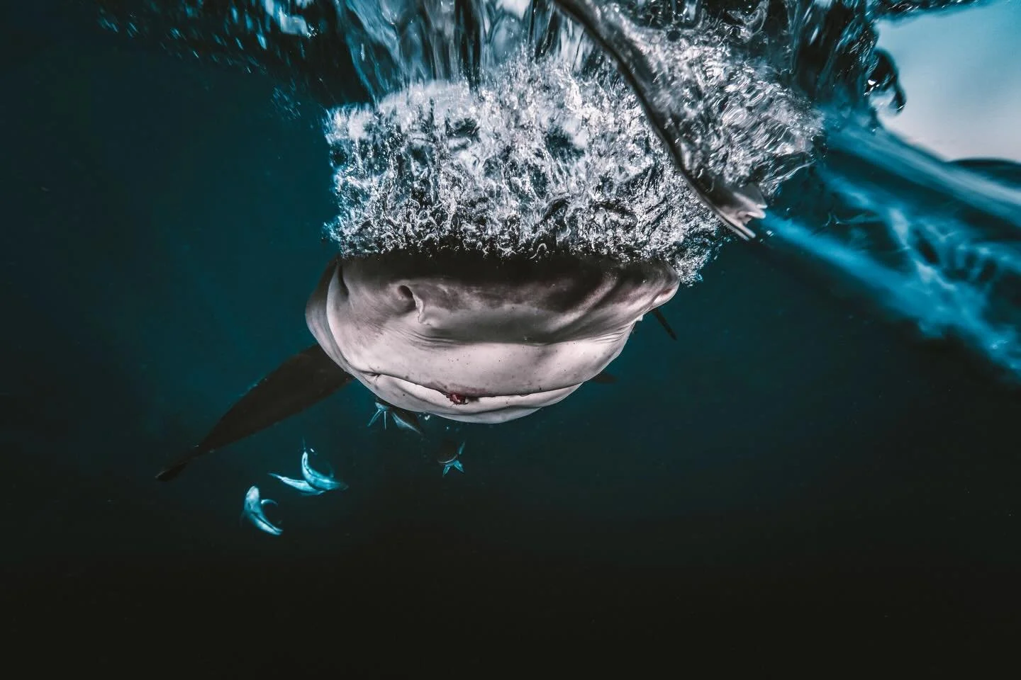 Most people would call this a mess.

No foreground.
No background.
No clean composition.

But this is where it gets interesting.Being underwater your never in control it&rsquo;s about adapting to what you&rsquo;re given  #sonyalpha #uwphotography #sh