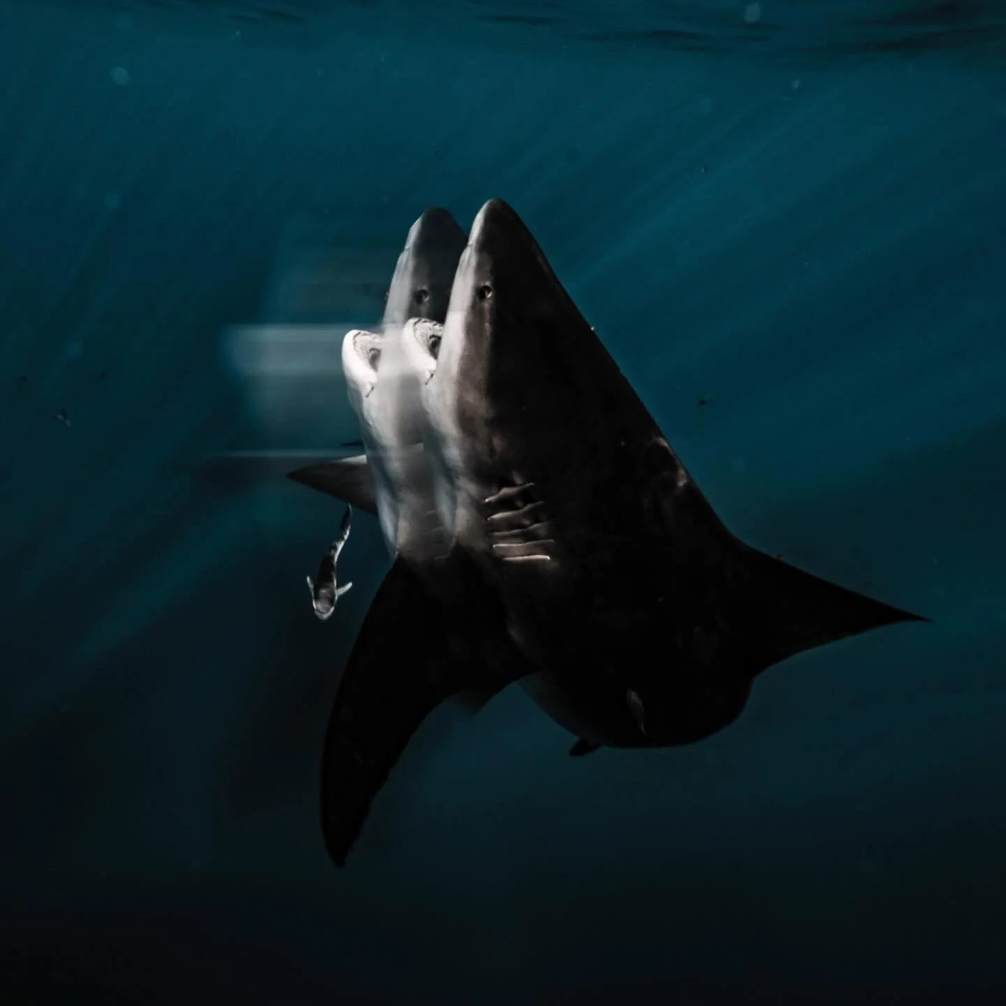 Lately I&rsquo;ve been playing with filters underwater. Black mist, diffusion, even some experimental stuff. It&rsquo;s also just fun to get creative again. To step outside your comfort zone and try something that might not work