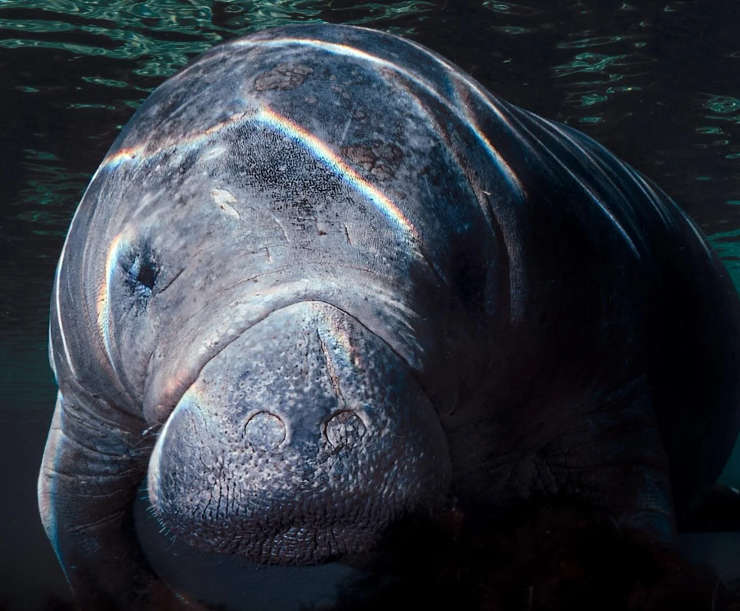 Manatees move through the water with a kind of calm that&rsquo;s hard to explain until you&rsquo;re in it with them. No rush, no chaos, just quiet moments in an environment that constantly changes around them.

Sometimes the ocean gives you speed and