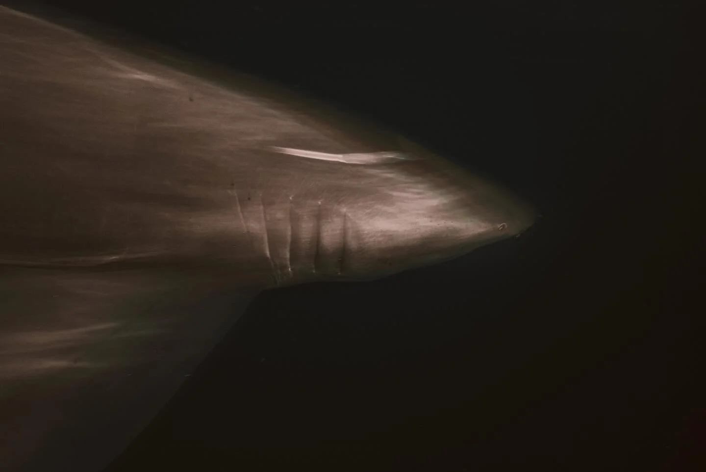 Most underwater photography is about freezing motion.
Lately I&rsquo;ve been doing the opposite.

I&rsquo;ve been experimenting with long exposures underwater paired with Black Mist filters to lean into movement instead of fighting it. The way the hi