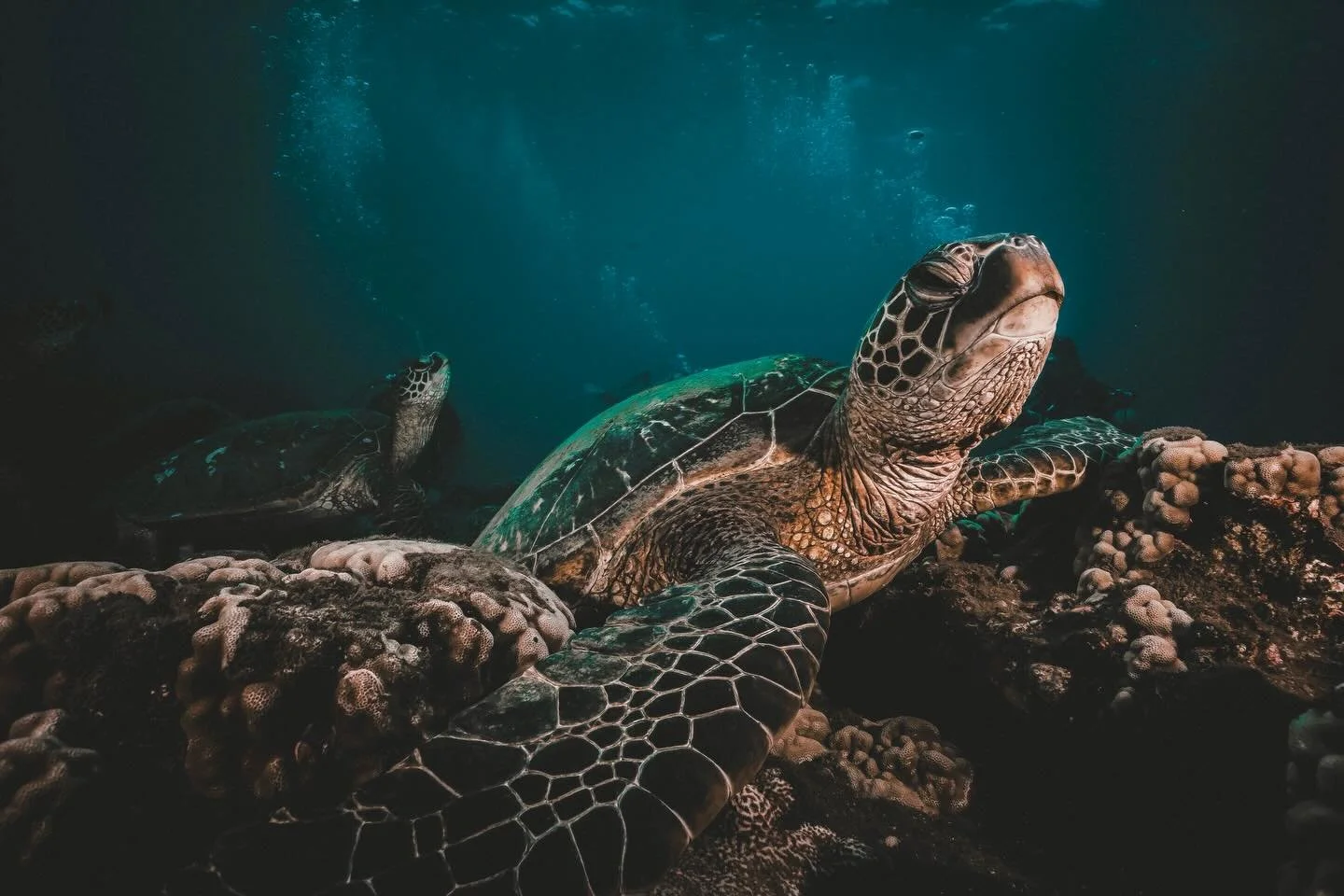 Photography is hard enough on its own&hellip;
so naturally we decided to add moving water, shifting light, waves, breath holds, and wild marine life into the equation. 

Somehow, that chaos is what makes it magic #uwphotography #sonyalpha #turtle