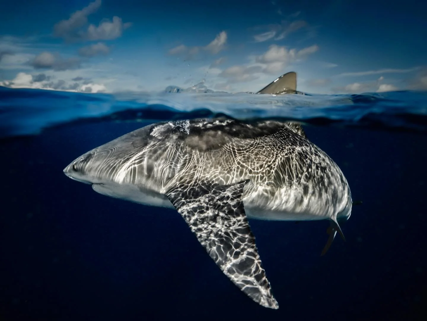 Summer brings some of the calmest conditions of the year.

When the ocean settles, the line between two worlds becomes a little easier to capture.  Sony a7rv 20mm
Kraken KR-S160
Aquatica digital housing  #freediving #shark #uwphotography