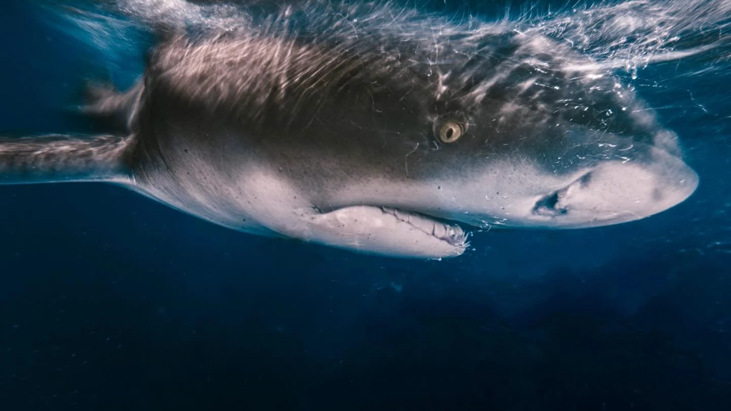 A little shutter drag can turn a shark photo into something that feels more like the ocean itself. Movement, energy, and just enough blur to tell the story. #uwphotography #sharks #freedive #uwart #sonyapha