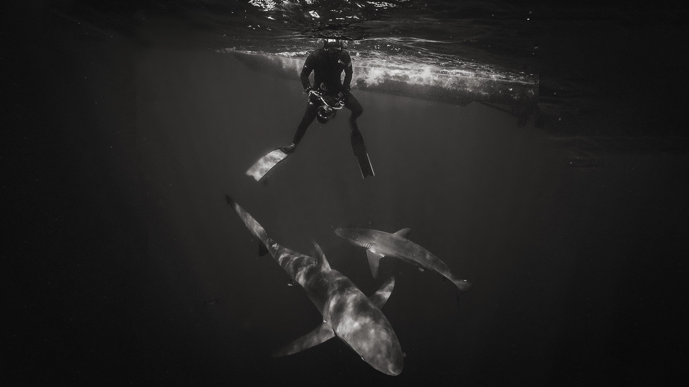 A person in black wetsuit and helmet standing in the water with a paddle, viewed from underwater. A shark is swimming close by, seen from underneath.