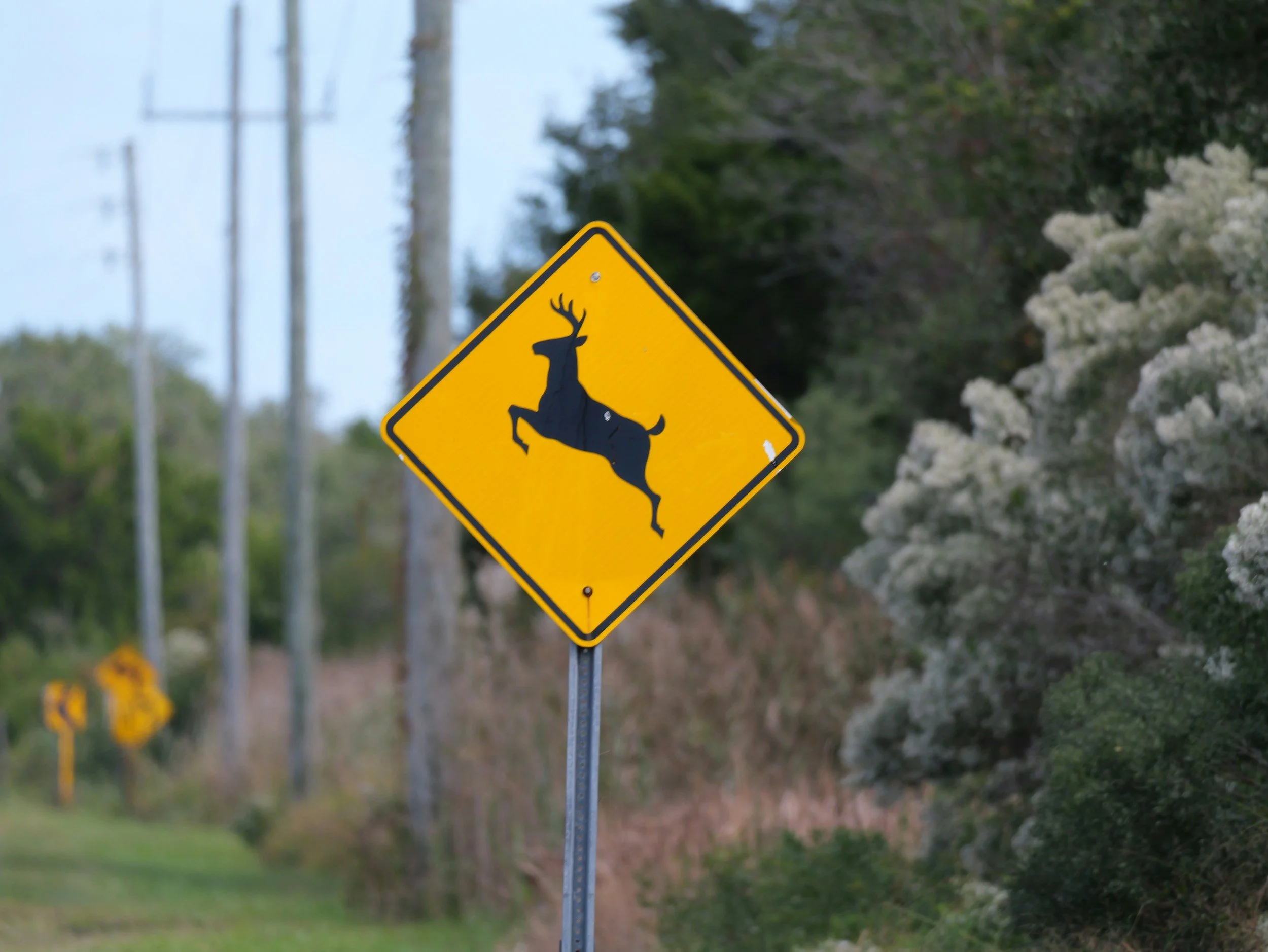 Why Don’t We Just Move the (Deer Crossing) Sign?