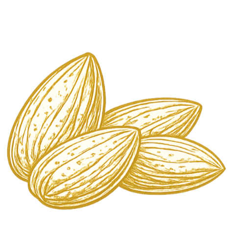 Bild von 4 Mandeln in feinen Goldlinien.