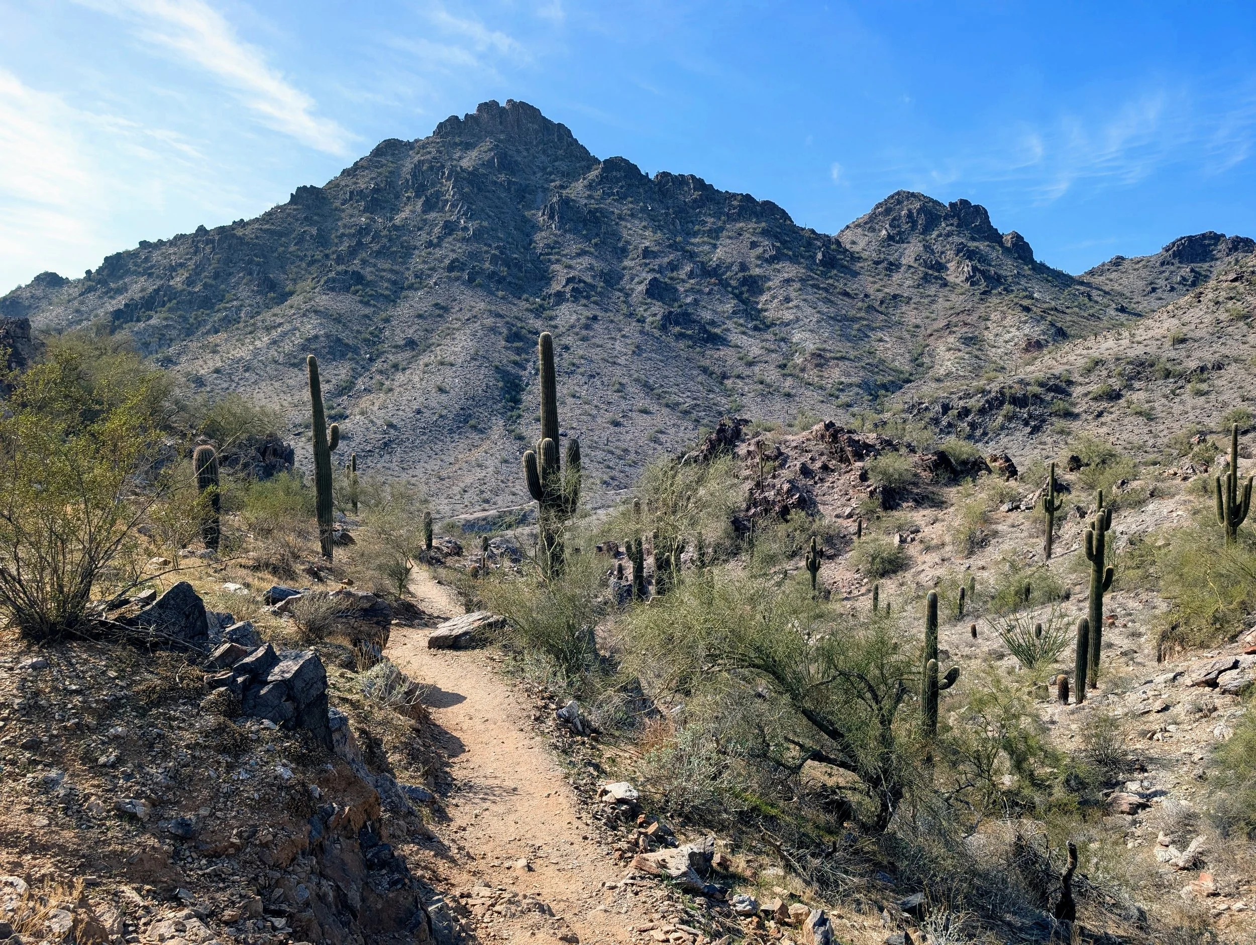 A desert landscape with a narrow dirt trail, tall saguaro cacti, dry shrubs, rocky terrain, mountain range in the background, and a blue sky with wispy clouds.