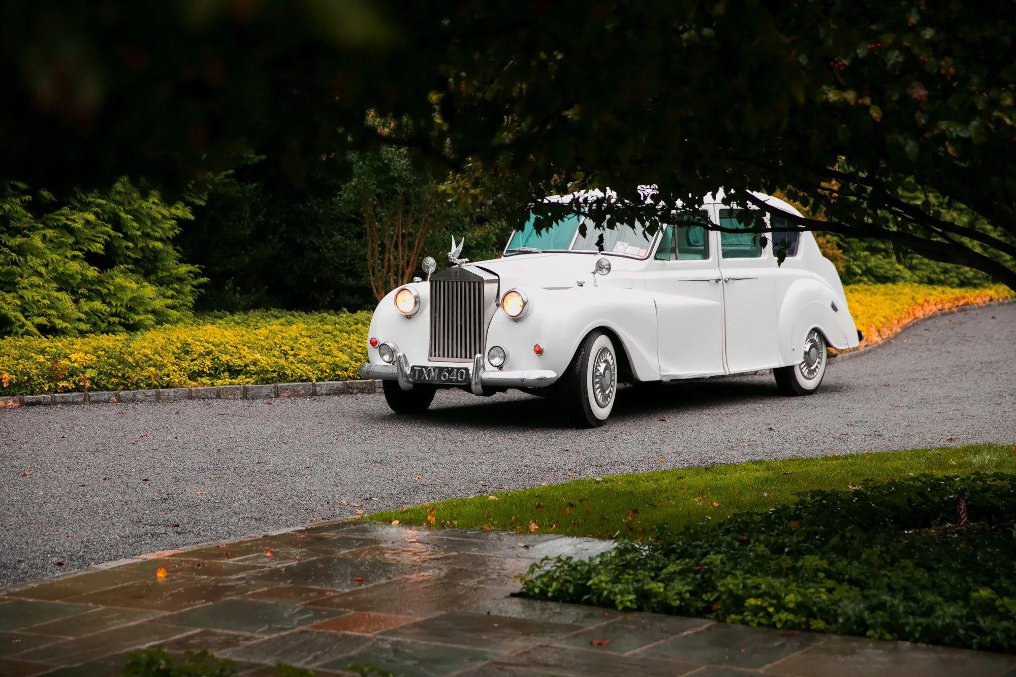 A vintage white car parked on a driveway surrounded by greenery and yellow flowers, viewed from under a tree.