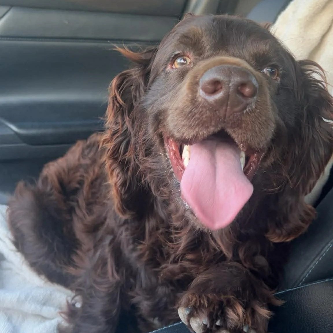 Adopt this Boykin Spaniel, Philippe (male)