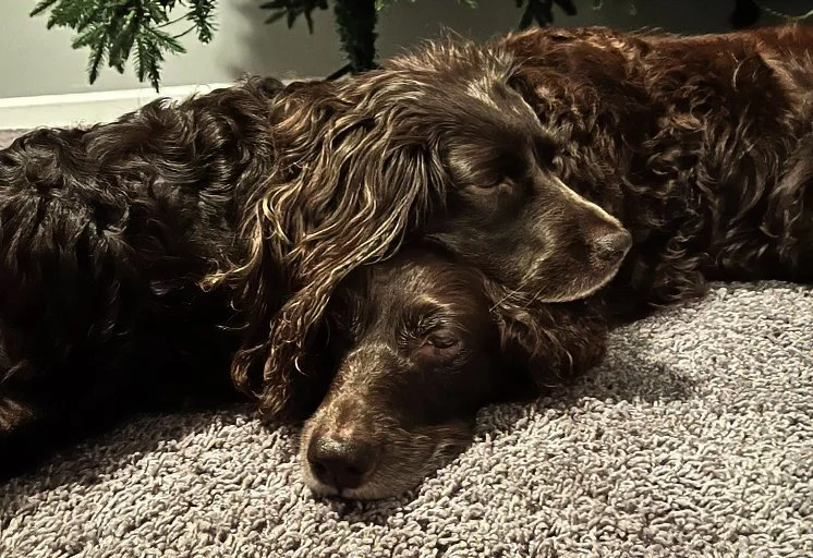 The Importance of Volunteering