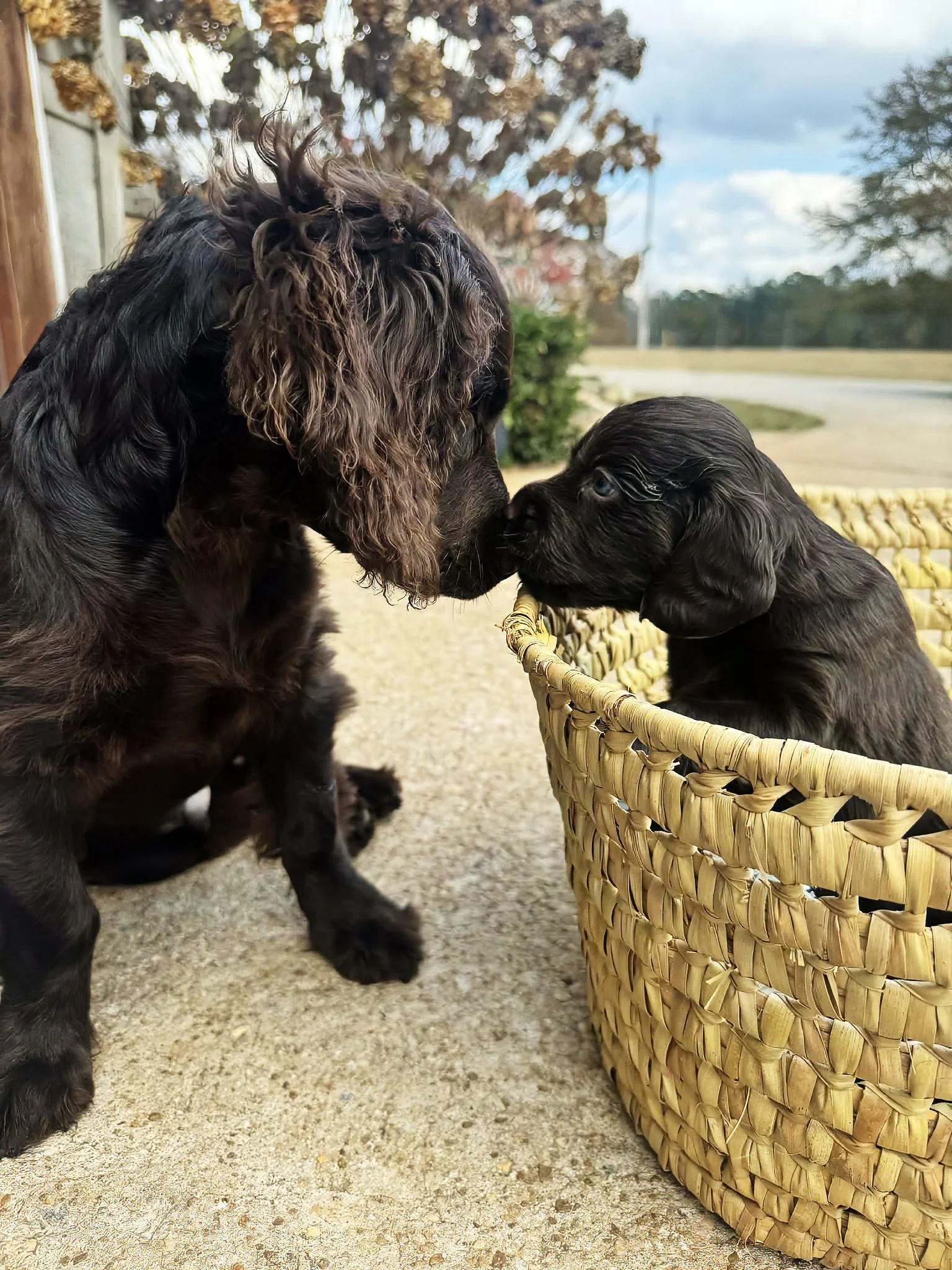 All For The Love Of A Dog