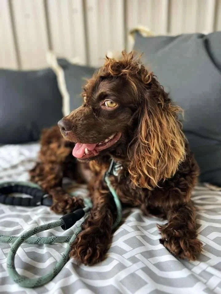 A brown dog with curly fur and long ears lying on a bed with a black leash and silvery collar, surrounded by pillows and a wooden wall in the background.