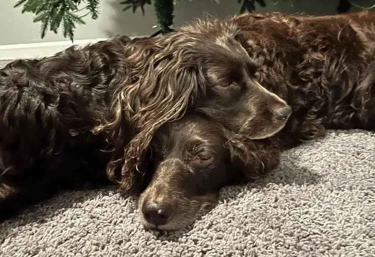 Three brown cocker spaniel dogs lying on a gray carpet, resting closely together with their heads touching, indoor setting.
