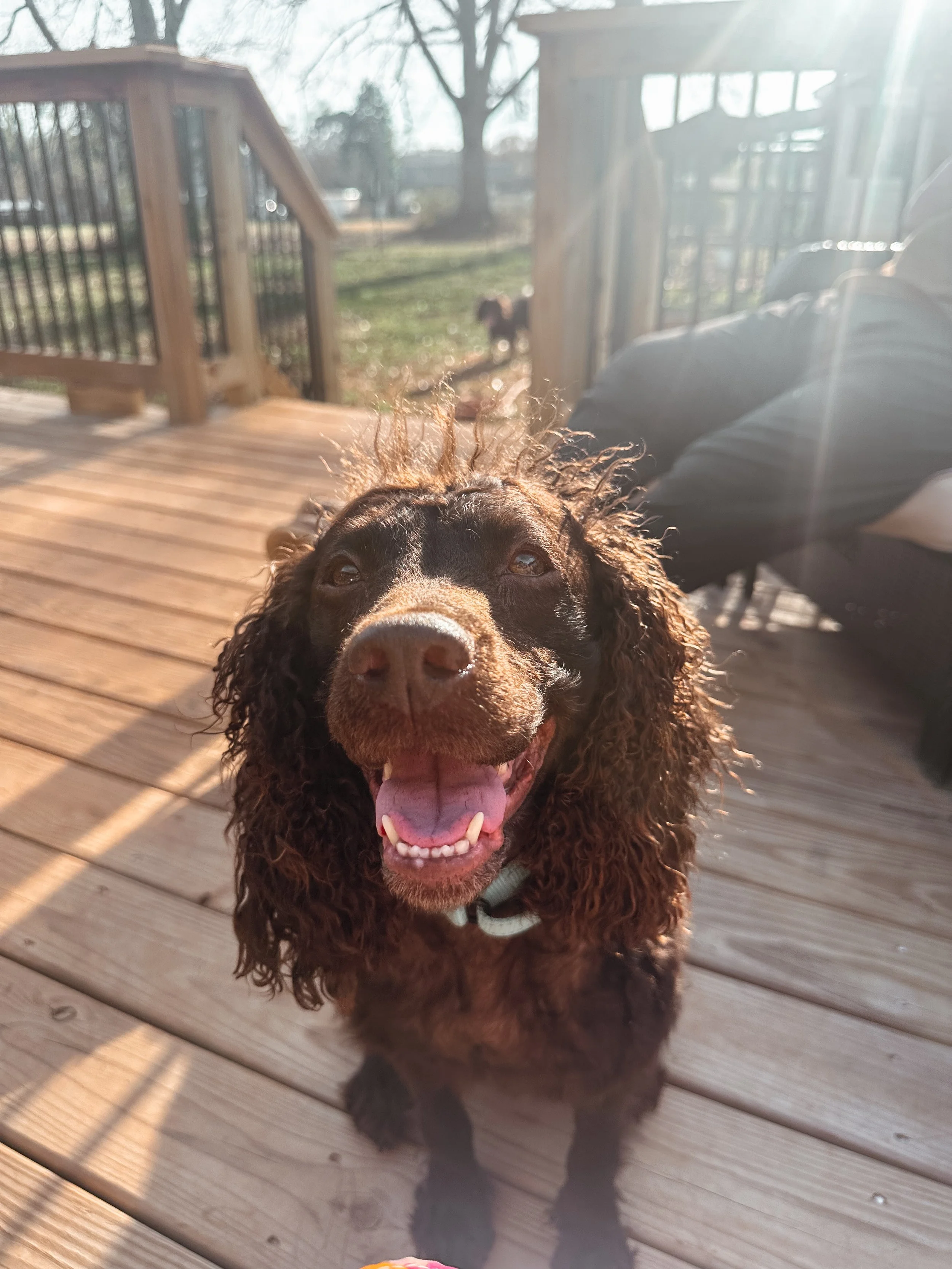 Female six year old boykin spaniel, brown curly haired dog