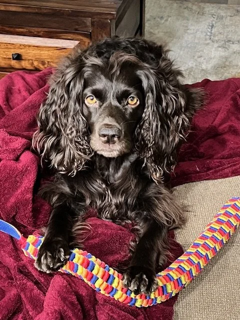 A black Cocker Spaniel with curly ears and yellow eyes, sitting on a red blanket. The dog is looking directly at the camera.