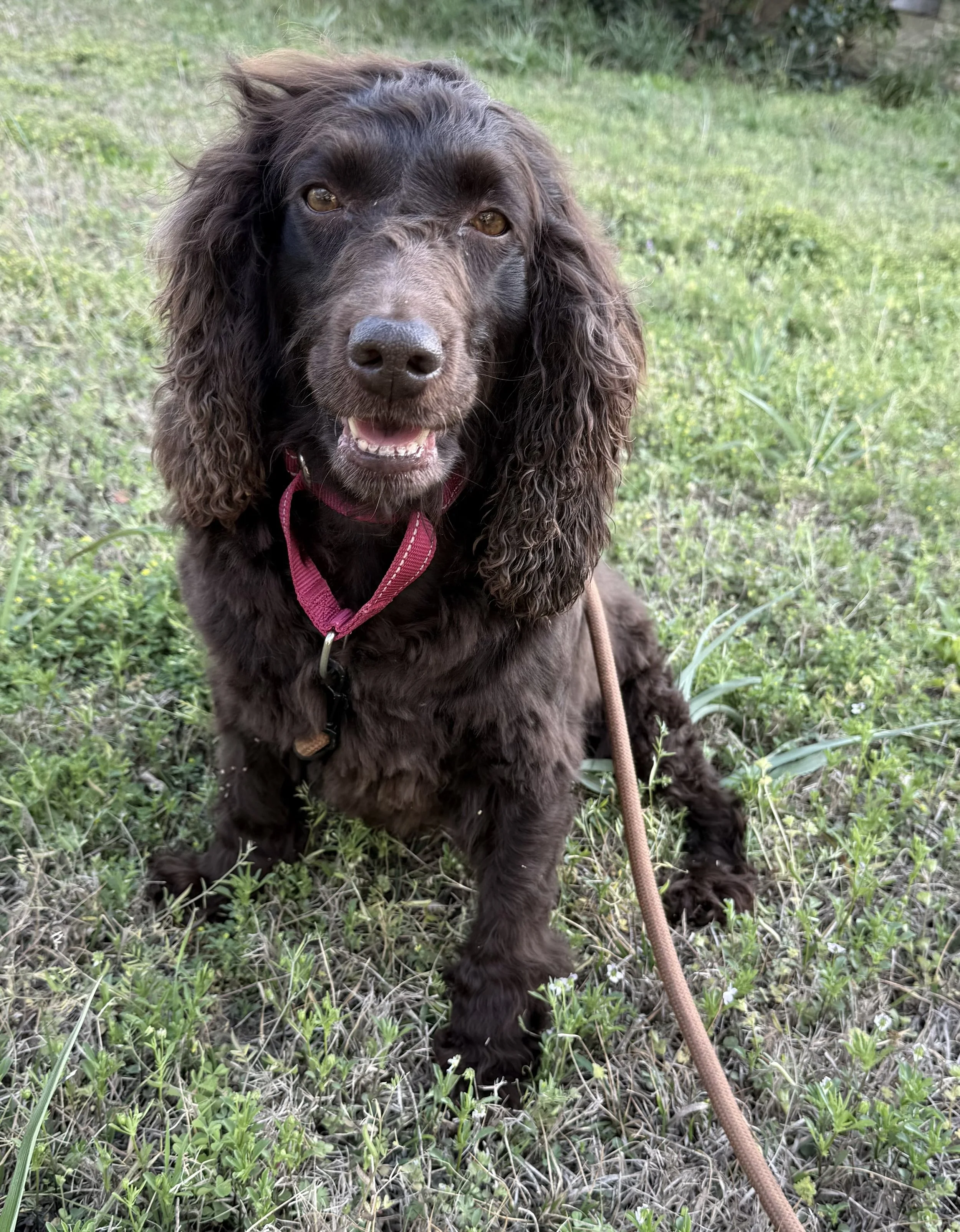 Adopt this Boykin Spaniel, Jasmine (female)