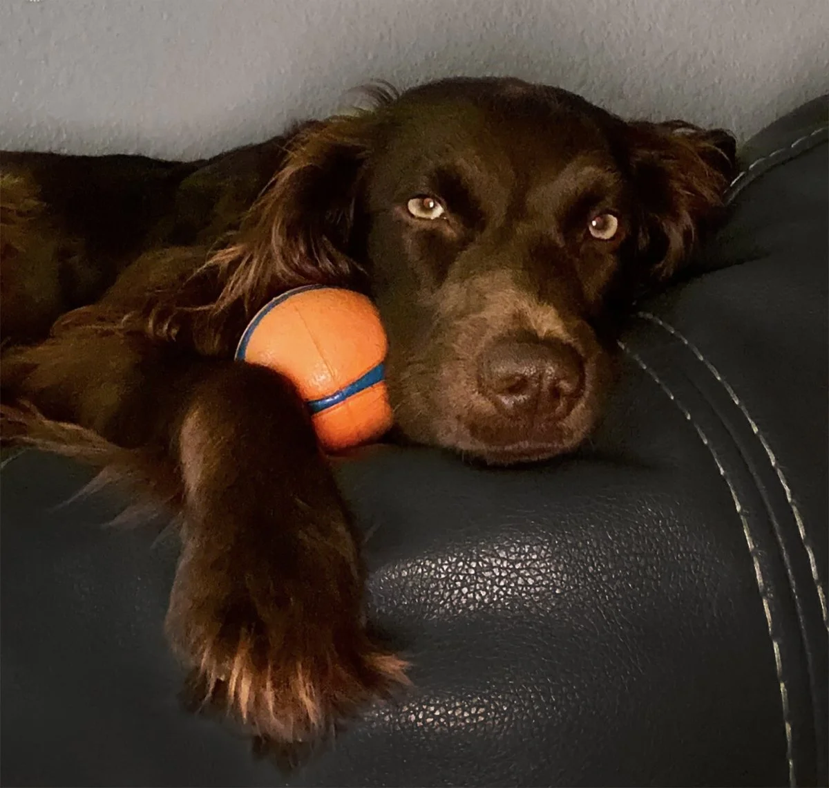 A brown dog lying on a black leather couch with a basketball toy resting near its head, looking relaxed and resting its paw on the couch.