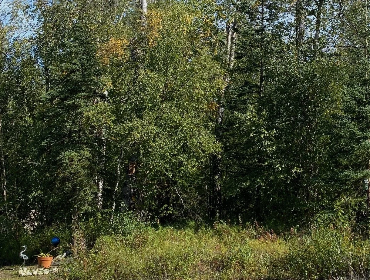 Yard in Wasilla Alaska that is overgrown on boundary