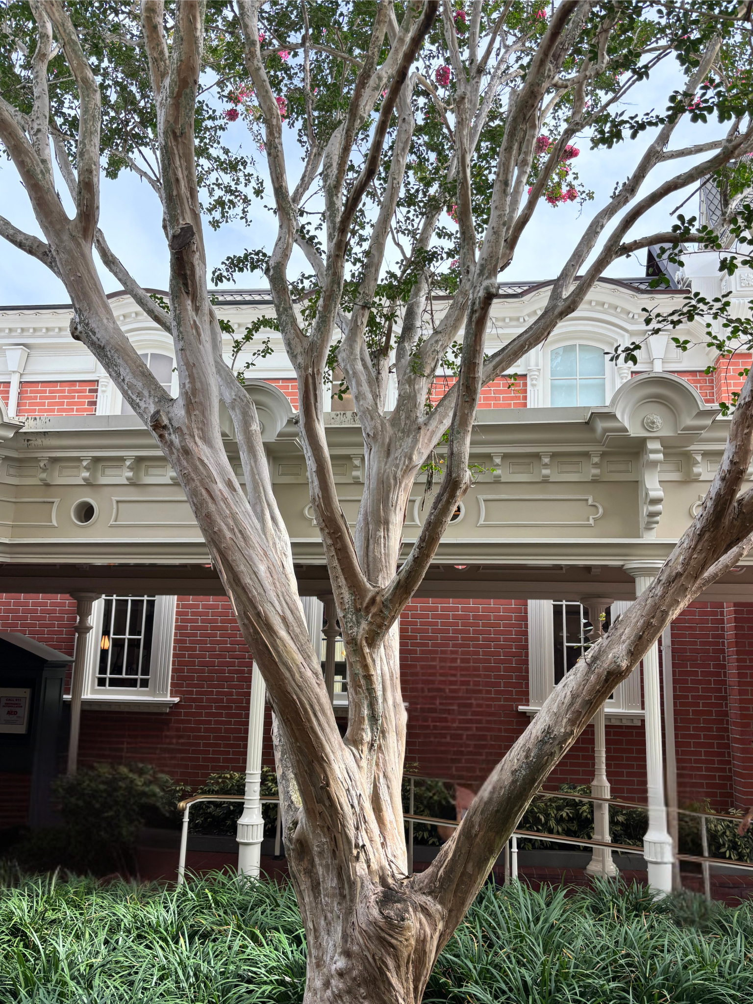 main street tree.png