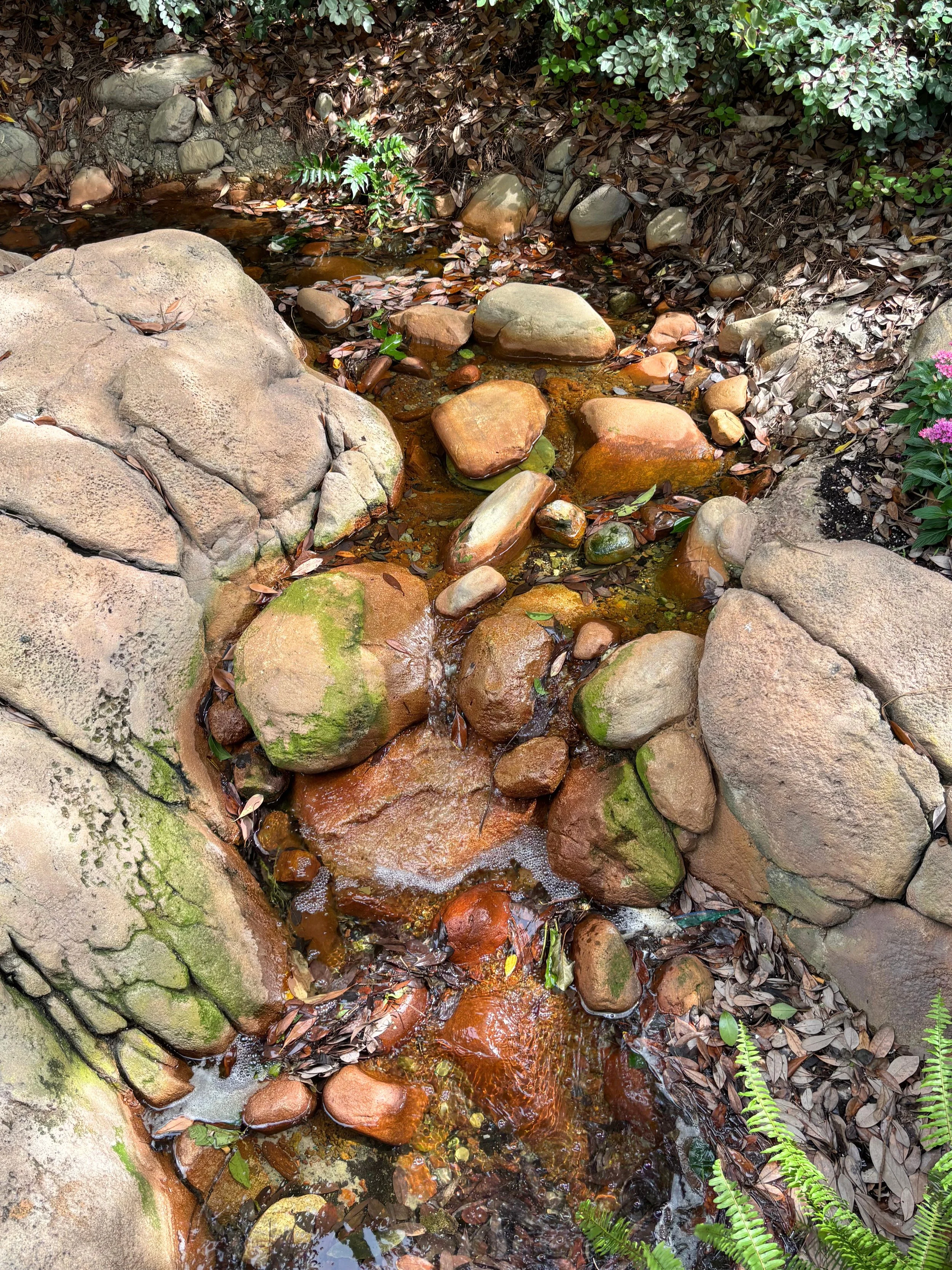 tangled stream with stones.jpg