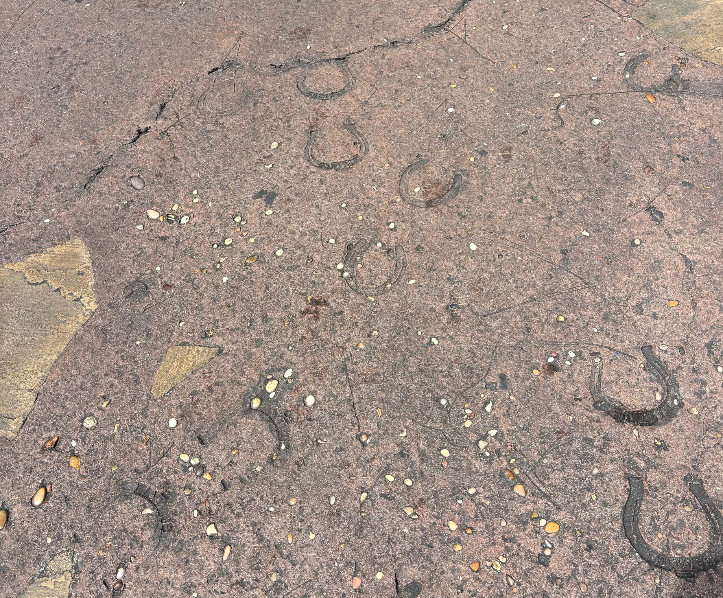 tangled horse prints.jpg