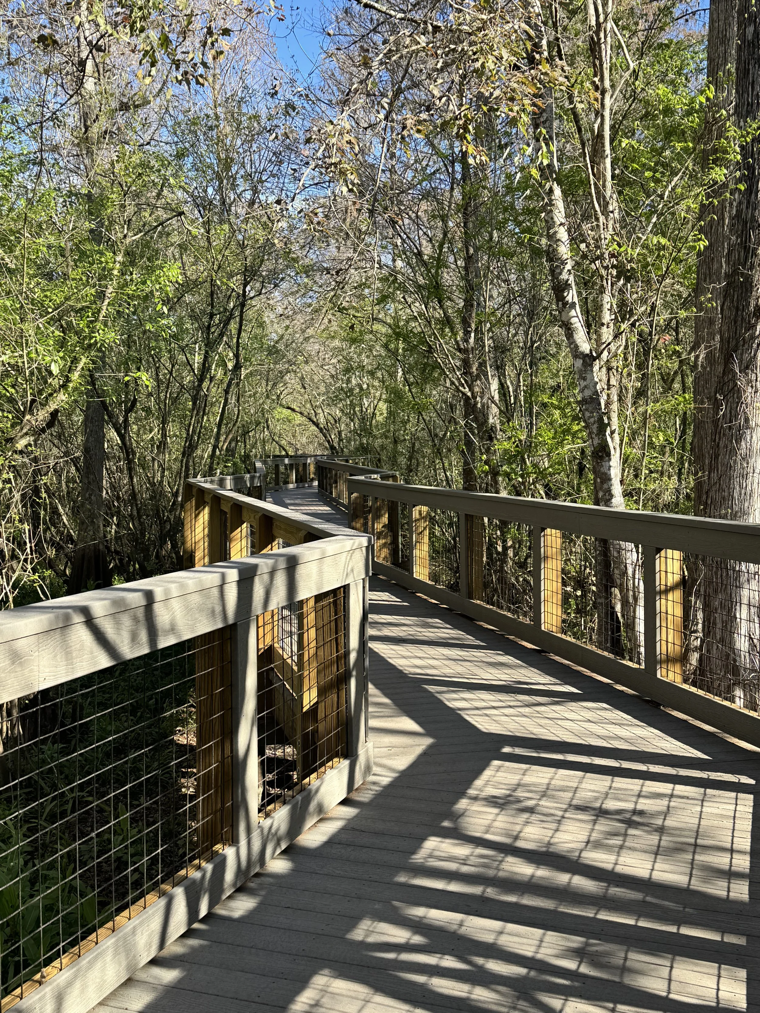 A beautiful sunny boardwalk at Lettuce Lake Park in Tampa.