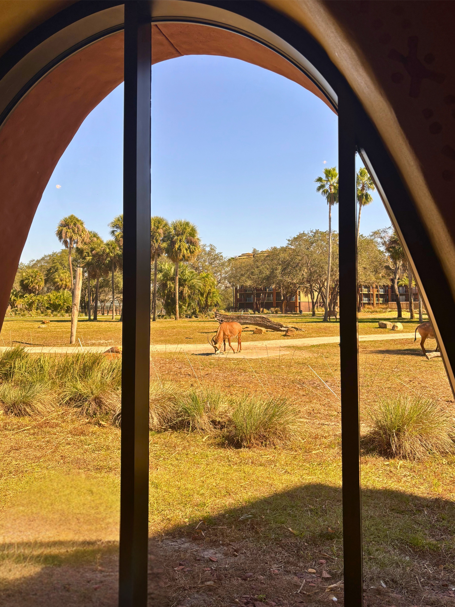 Sanaa restaurant windows overlooking savanna animals giraffes zebras
