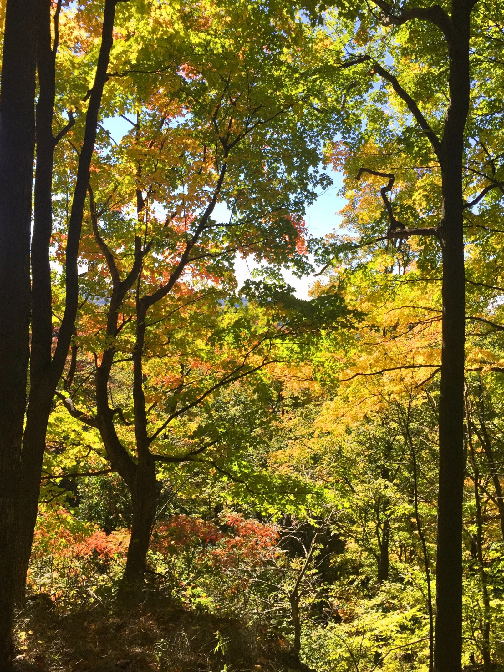 In Toronto, in the Fall, the trees change color from green to orange, red and brown.