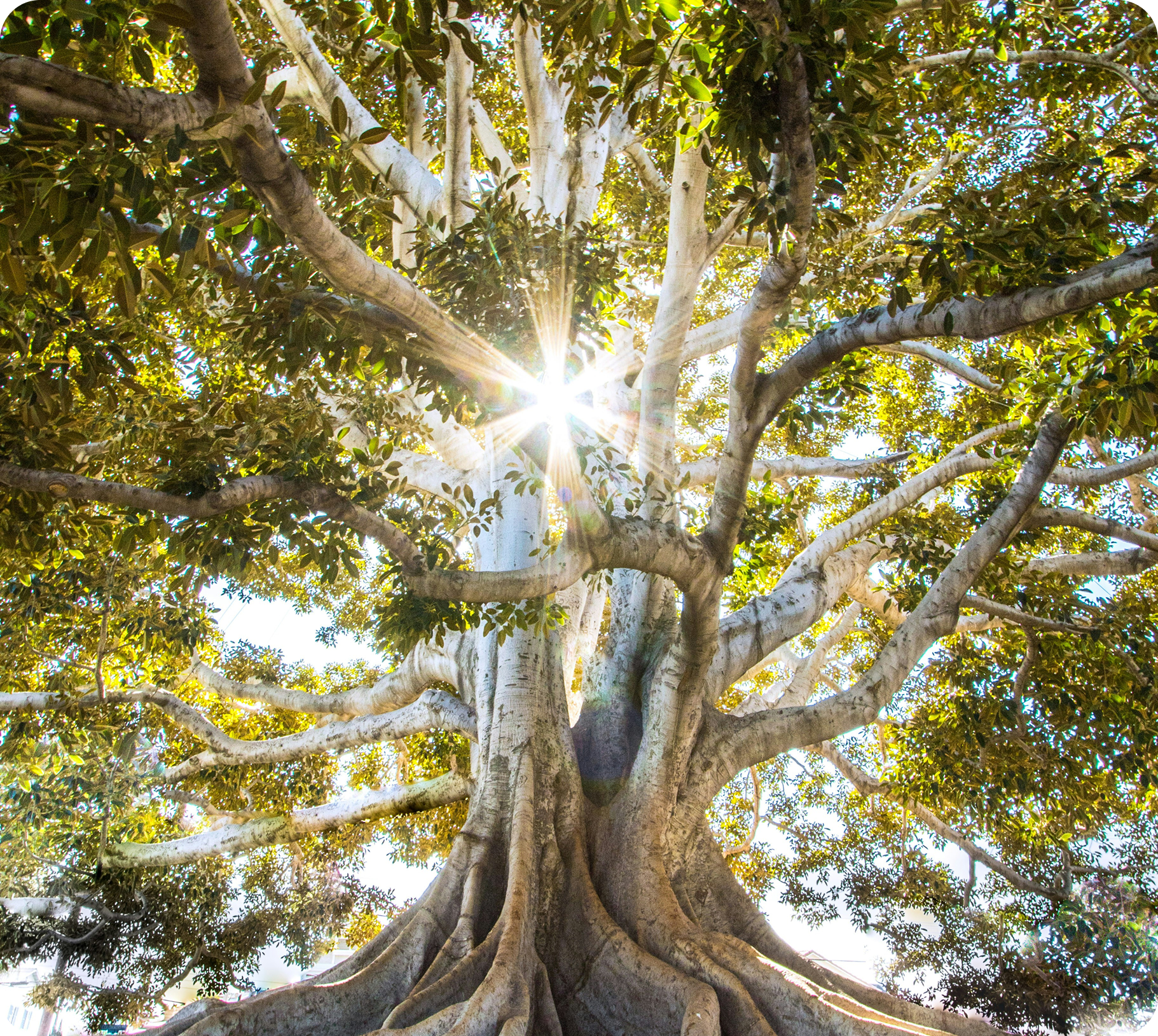 Sunlight shining through the branches of a large mature tree with thick roots and green leaves.