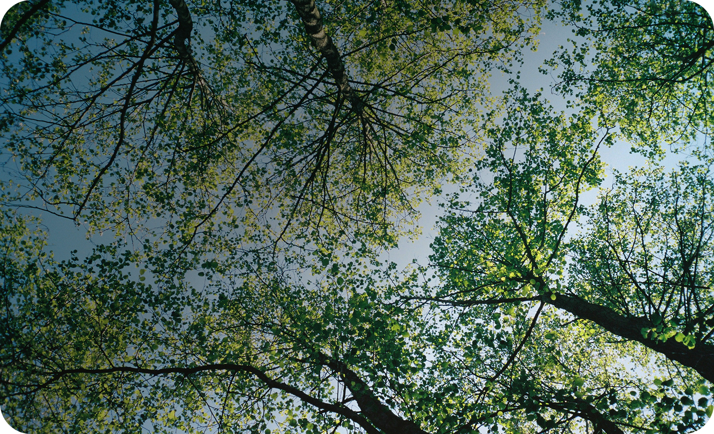 View of tree branches and green leaves against a blue sky, taken from below
