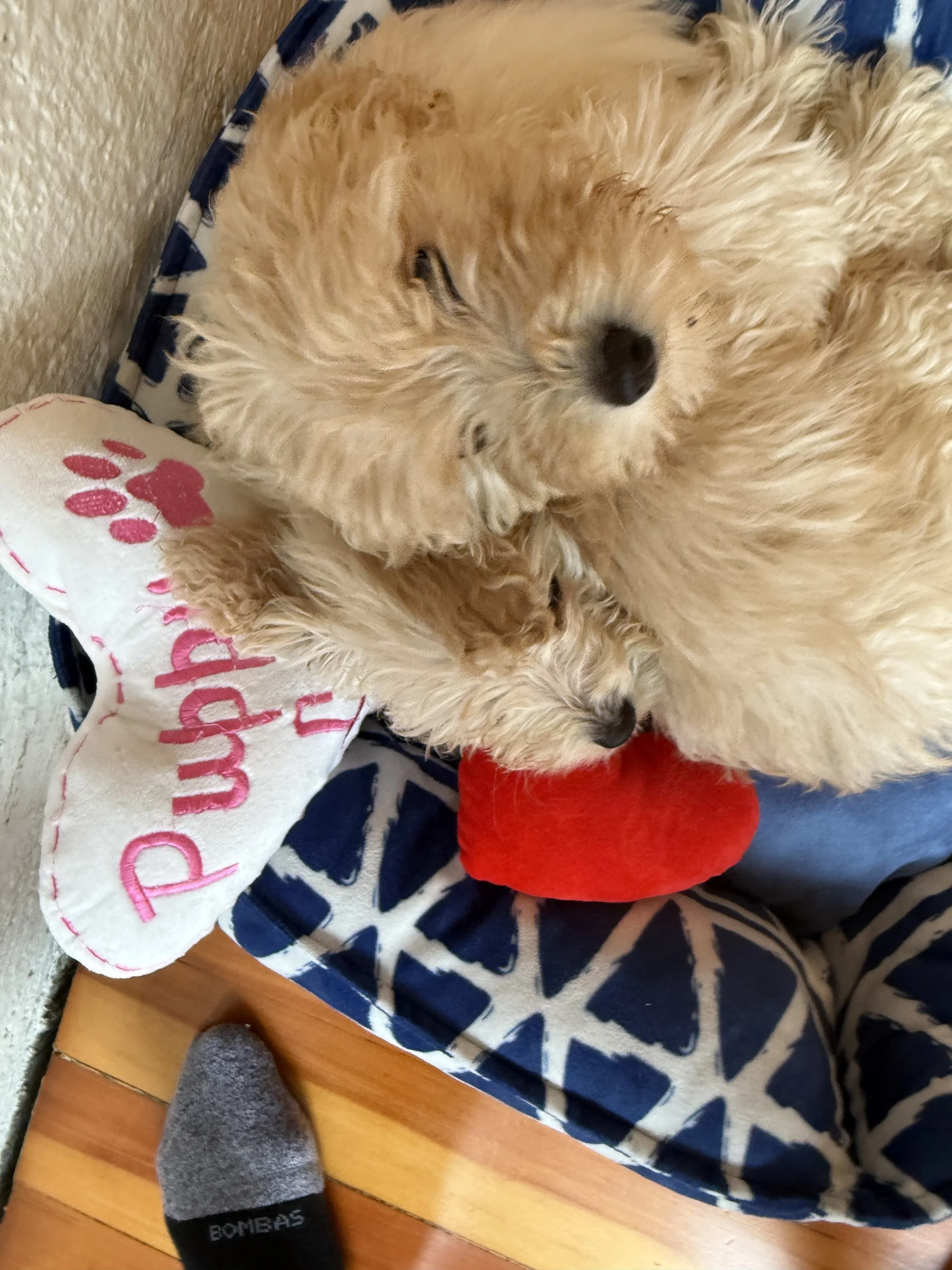 Close-up of playful puppies at Puppy Yoga 2025, part of a VIP client celebration in Portland, OR
