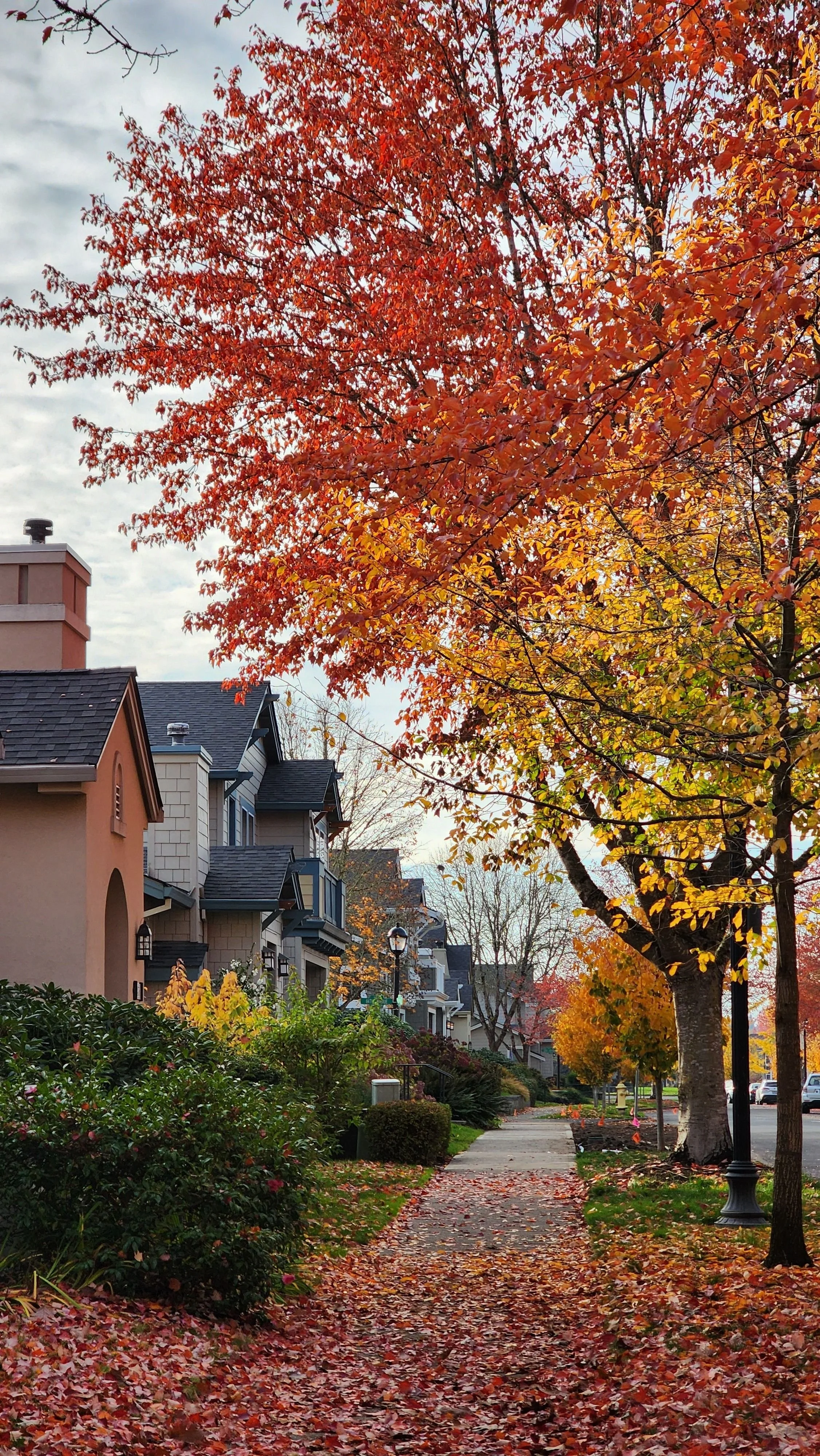 Residential neighborhood homes in Beaverton Oregon surrounded by autumn trees.