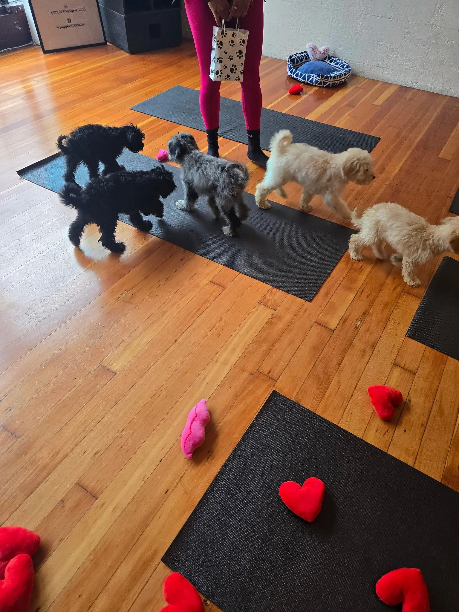 Group of puppies interacting during Puppy Yoga 2025 client and community event in Portland, OR