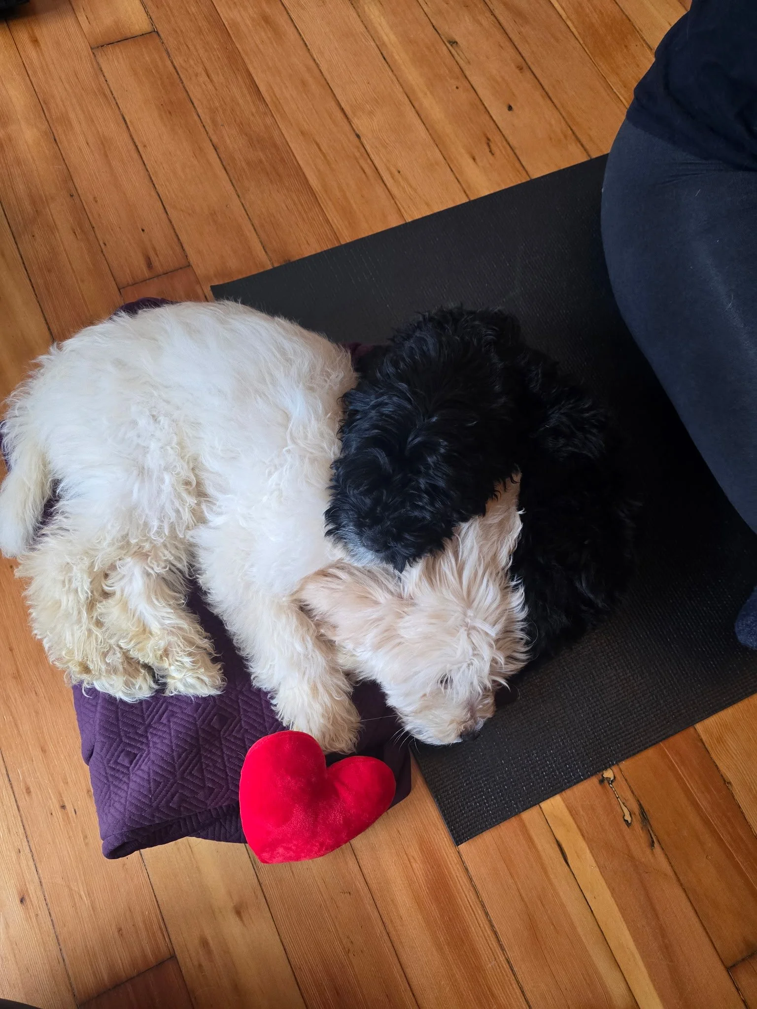 Group of puppies resting during Puppy Yoga 2025 client and community event in Portland, OR