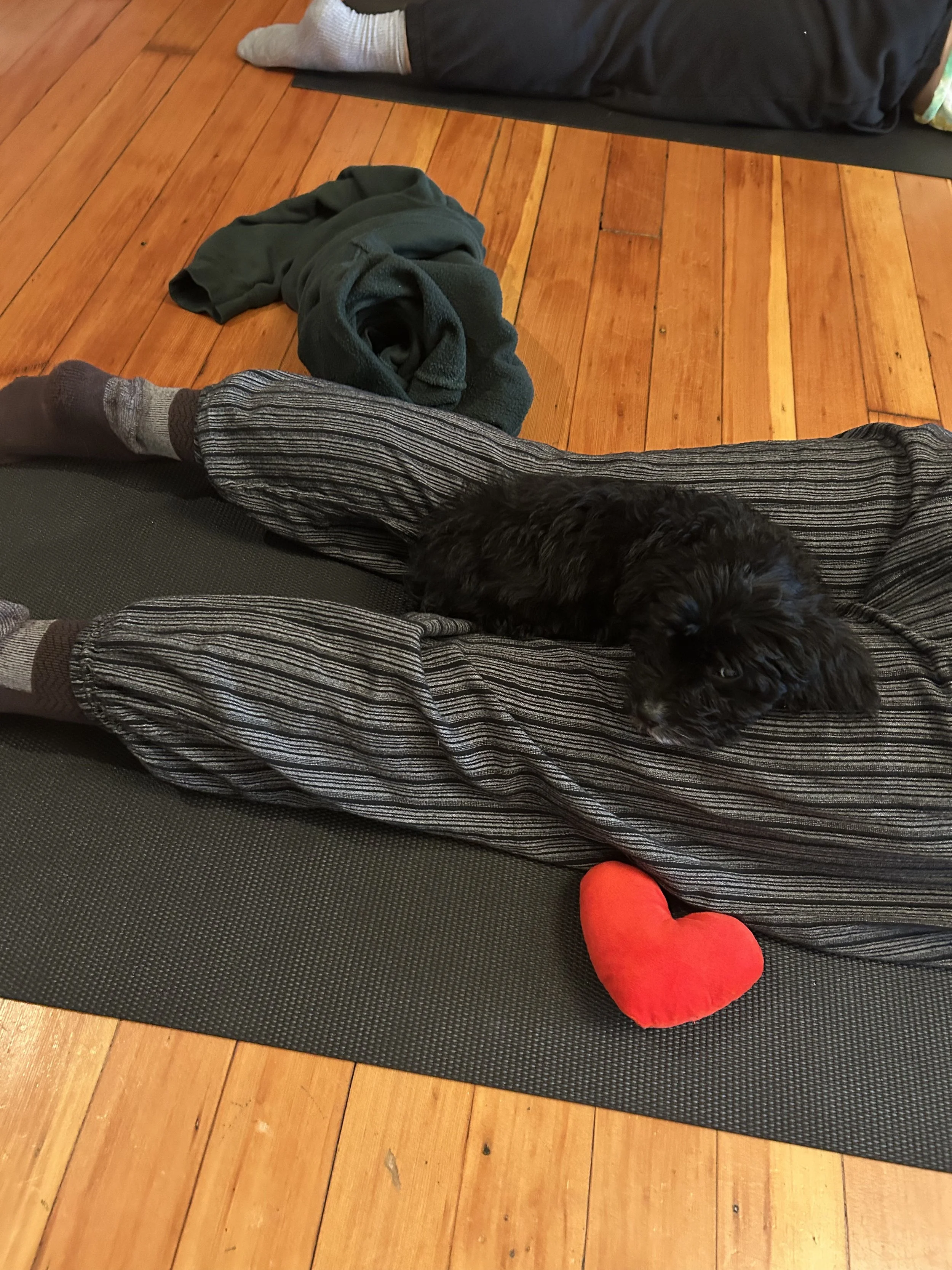 Puppies exploring yoga mats during Puppy Yoga 2025 in Portland, OR